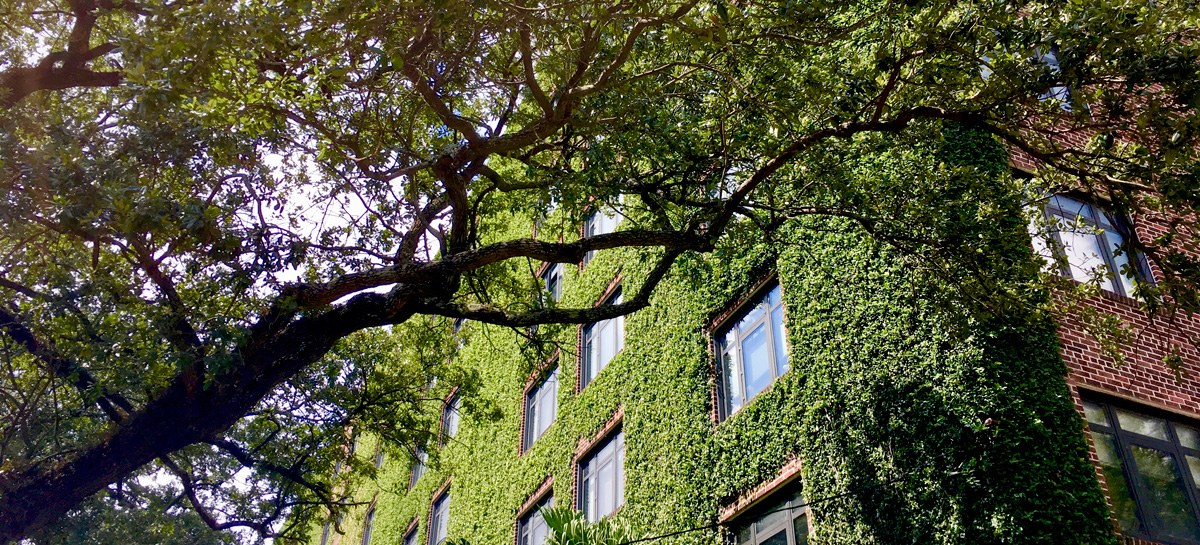 Efeuwände auf einem hohen Backsteinwohngebäude