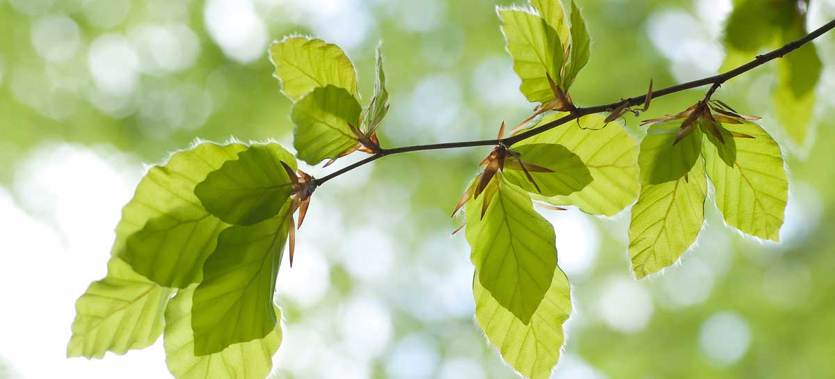 Buchenlaub vor blauem Himmel