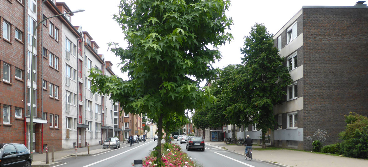Straßenansicht mit grünen Pflanzen