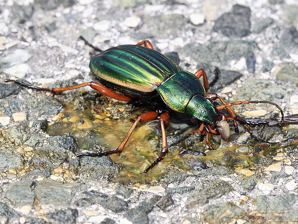 Goldlaufkäfer auf einem Stein