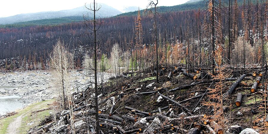 Ein Stück Wald nach einem Waldbrand