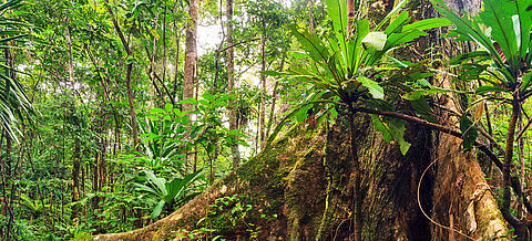 Schichten des tropischen Regenwaldes
