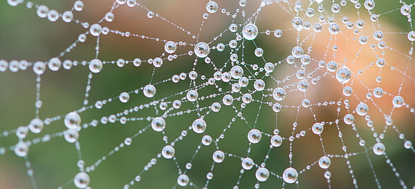 Spinnennetz mit Tropfen drauf