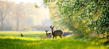 Rehe in der Morgensonne am Steinhorster Becken