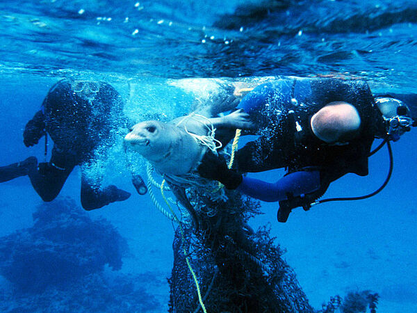 Eine Robbe, die sich in einem Fischernetz verheddert hat, wird von einem Taucher befreit.