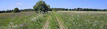 Weg in einer grünen Landschaft