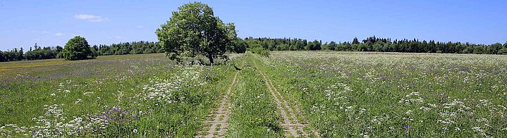 Weg in einer grünen Landschaft