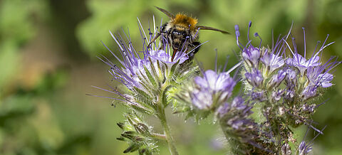 Ackerhummel auf Blüte