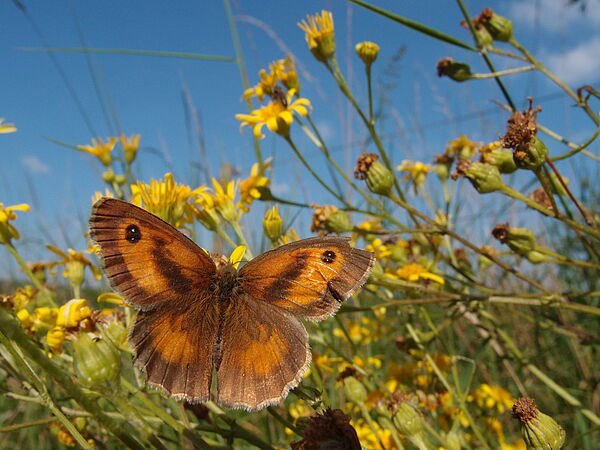 Ein Schmetterling auf Blumen