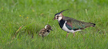 Kiebitz mit einem Jungtier