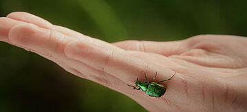 Eine Hand, auf der ein grüner Käfer krabbelt.
