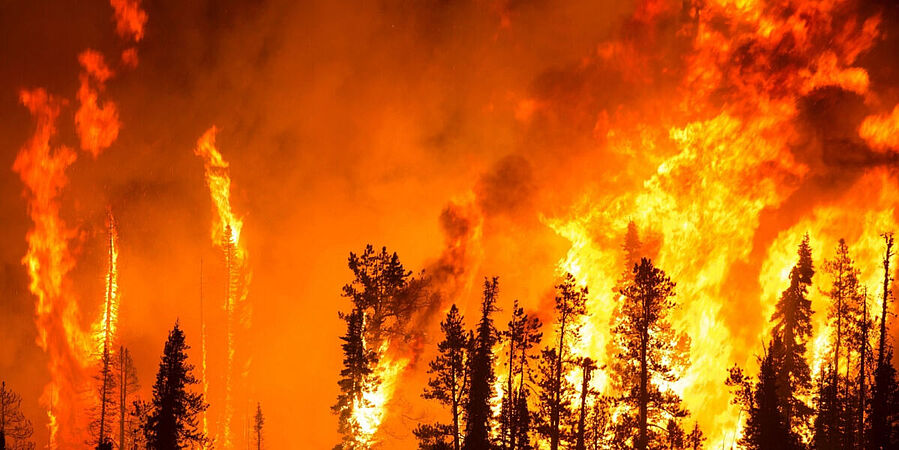 Ein Waldbrand