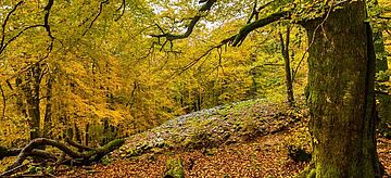 Urwald