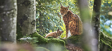 Luchsmutter mit Baby im Nationalpark Bayerischer Wald / Deutschland