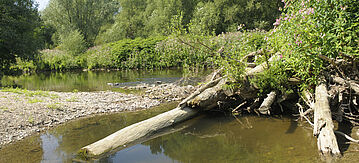 Ahrmündung bei Remagen im Jahr 2009