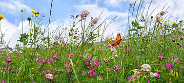Artenreiche blühende Wiese mit Schmetterling