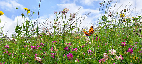 Artenreiche blühende Wiese mit Schmetterling