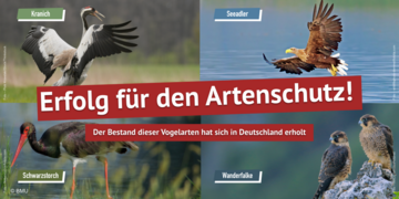 Sharepic mit Kranich, Seeadler, Schwarzstorch, Wanderfalke