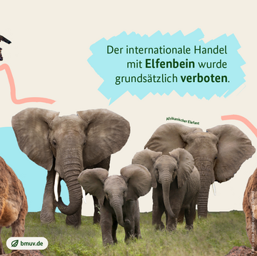 Bilder von Afrikanischen Elefanten, 2 junge Tiere im Vordergrund, 2 ausgewachsene Tiere dahinter.. Weitere Informationen siehe Bildunterschrift