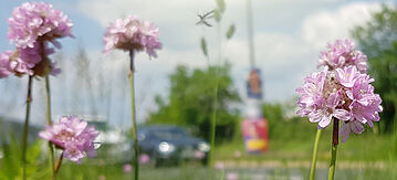 Armeria maritima ssp. elongata (Sandgrasnelke) in der Stadt