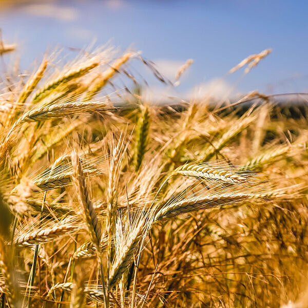 Getreidefeld vor blauem Himmel.