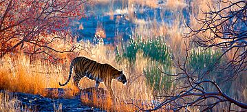 Bengalischer Tiger streift durch die Landschaft
