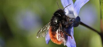 Mauerbiene an einer Blüte