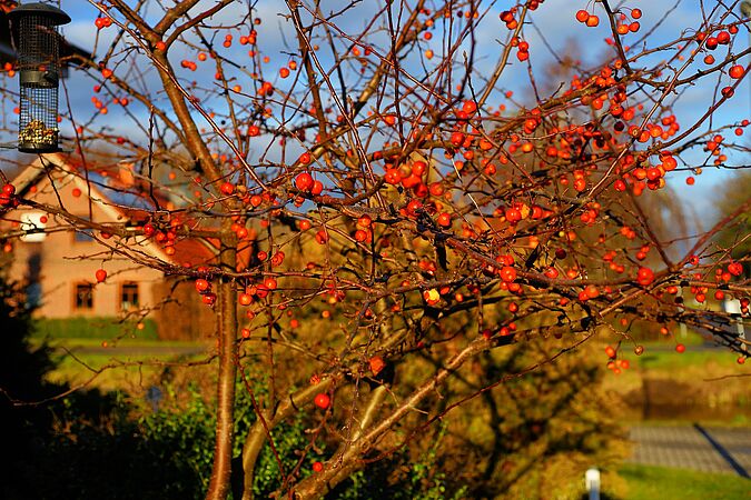 Rote Beeren vor einem Haus