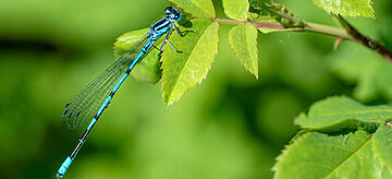 Blaue Libelle auf grünem Blatt