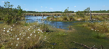 Feuchtgebiet mit Wollgras im Moor