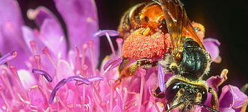 Knautien-Sandbiene an rosa Blüte