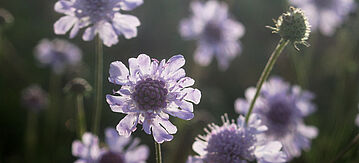 Graue Skabiose (Scabiosa canescens)