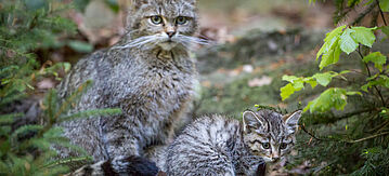Wildkatze mit Jungtier