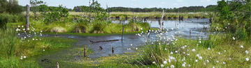 Blühende Landschaft mit grünem Wollgras und Wasserflächen