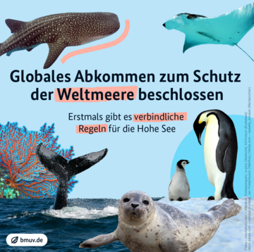Bilder auf hellblauem Hintergrund: Walhai, Mantarochen, Weichkorallen, Buckelwalflosse taucht ins Meer, Kaiserpinguin mit Küken und Seehundbaby . Weitere Informationen siehe Bildunterschrift