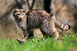 Wildkatze-Taxidermie auf einer Wiese