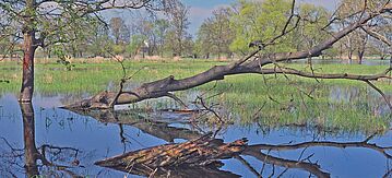 Hochwasser an der Oder bei Schwedt im Nationalpark Unteres Odertal