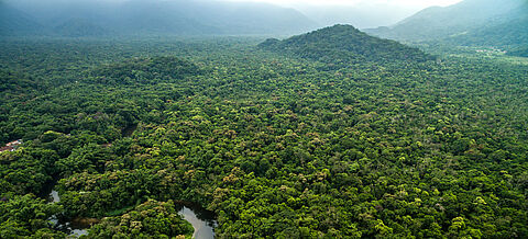 Tropischer Regenwald