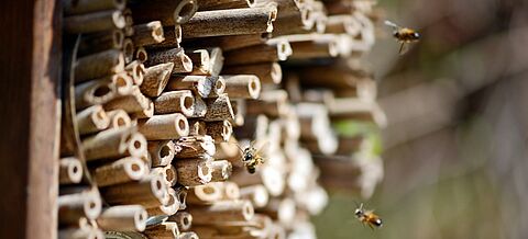 Insektenhotel mit Wildbienen