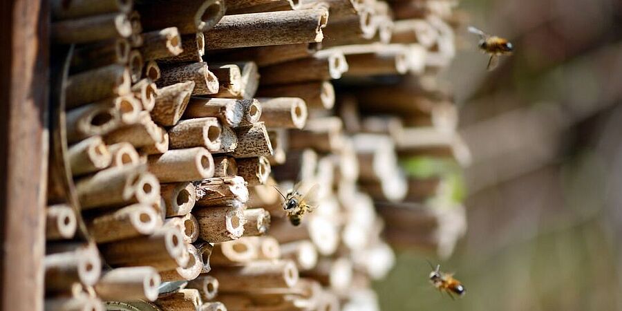 Insektenhotel mit Wildbienen