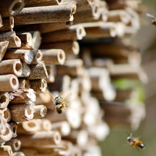Insektenhotel mit Wildbienen