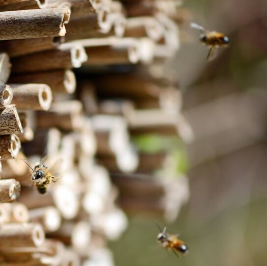 Insektenhotel mit Wildbienen