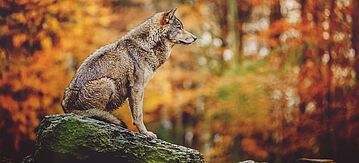 Wolf sitz auf einem Stein im herbstlichen Wald