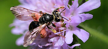 Knautien Sandbiene auf rosa Blume