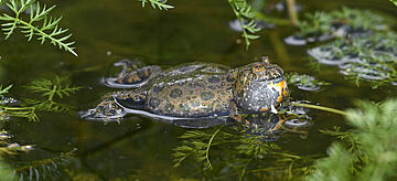 Rufende Rotbauchunke (Bombina bombina)