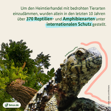 Bild von einer Krokodilschwanzechse und einem Palisanderbaum. Weitere Informationen siehe Bildunterschrift
