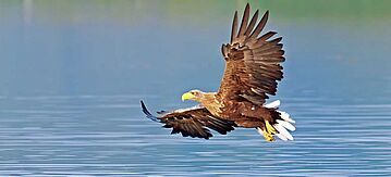 Seeadler im Flug über das Wasser