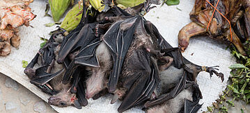 Tote Fledermäuse auf dem Markt zum Verkauf