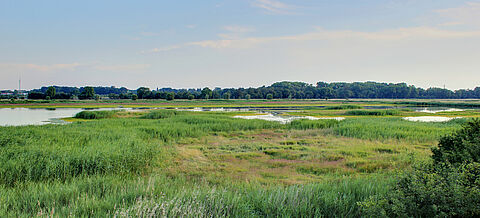 Moorfläche in Greifswald