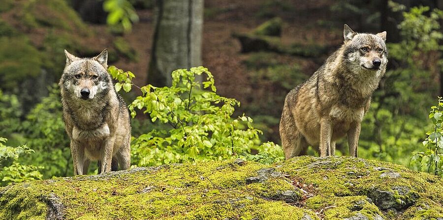 Zwei Wölfe im Wald